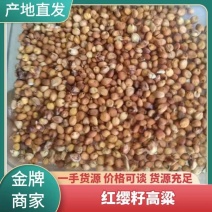红缨子高粱自产自销一手货源可视频看货欢迎老板咨询