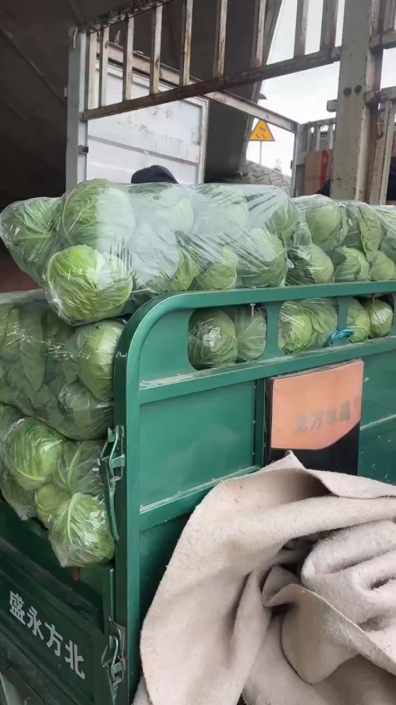 河南甘蓝，精品圆包菜，一手货源，可视频看货，欢迎咨询。