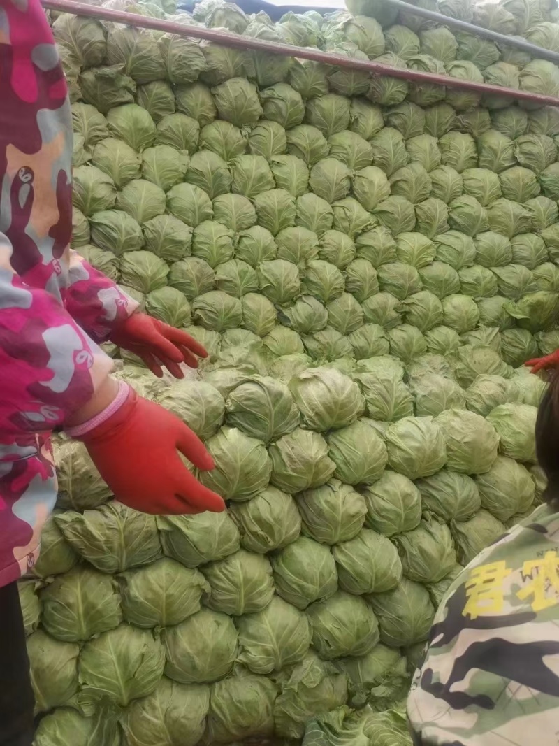 河南甘蓝，精品圆包菜，一手货源，可视频看货，欢迎咨询。