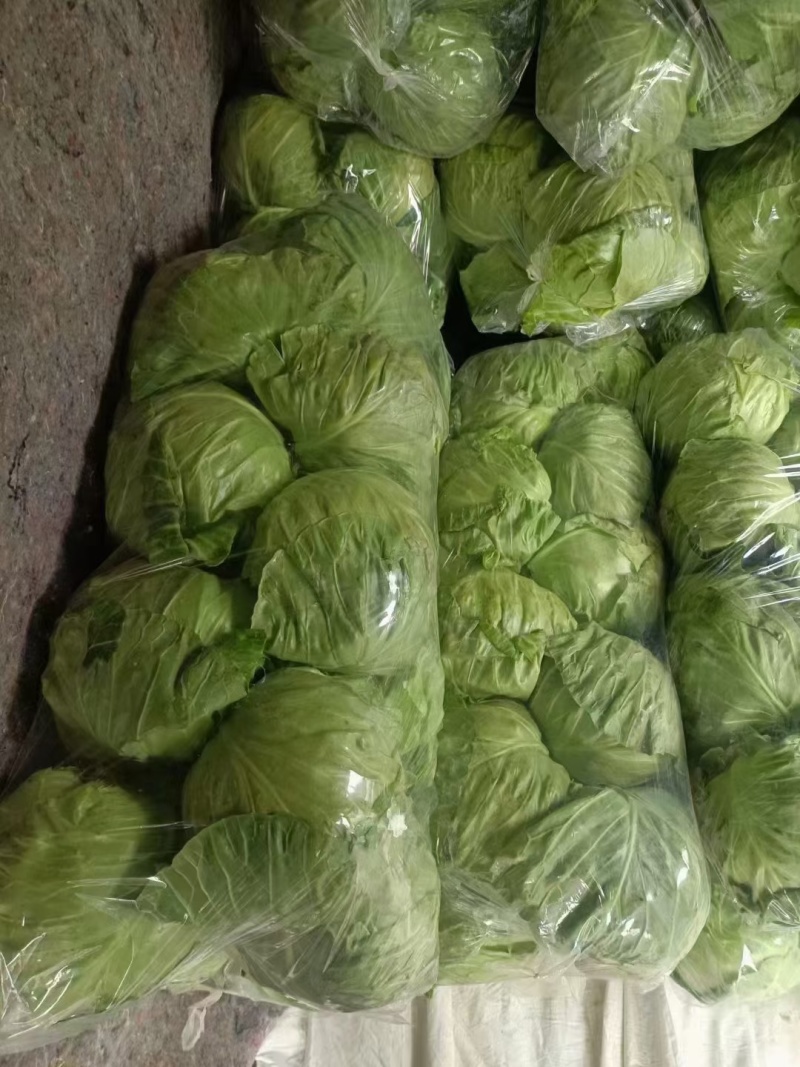 河南甘蓝，精品圆包菜，一手货源，可视频看货，欢迎咨询。