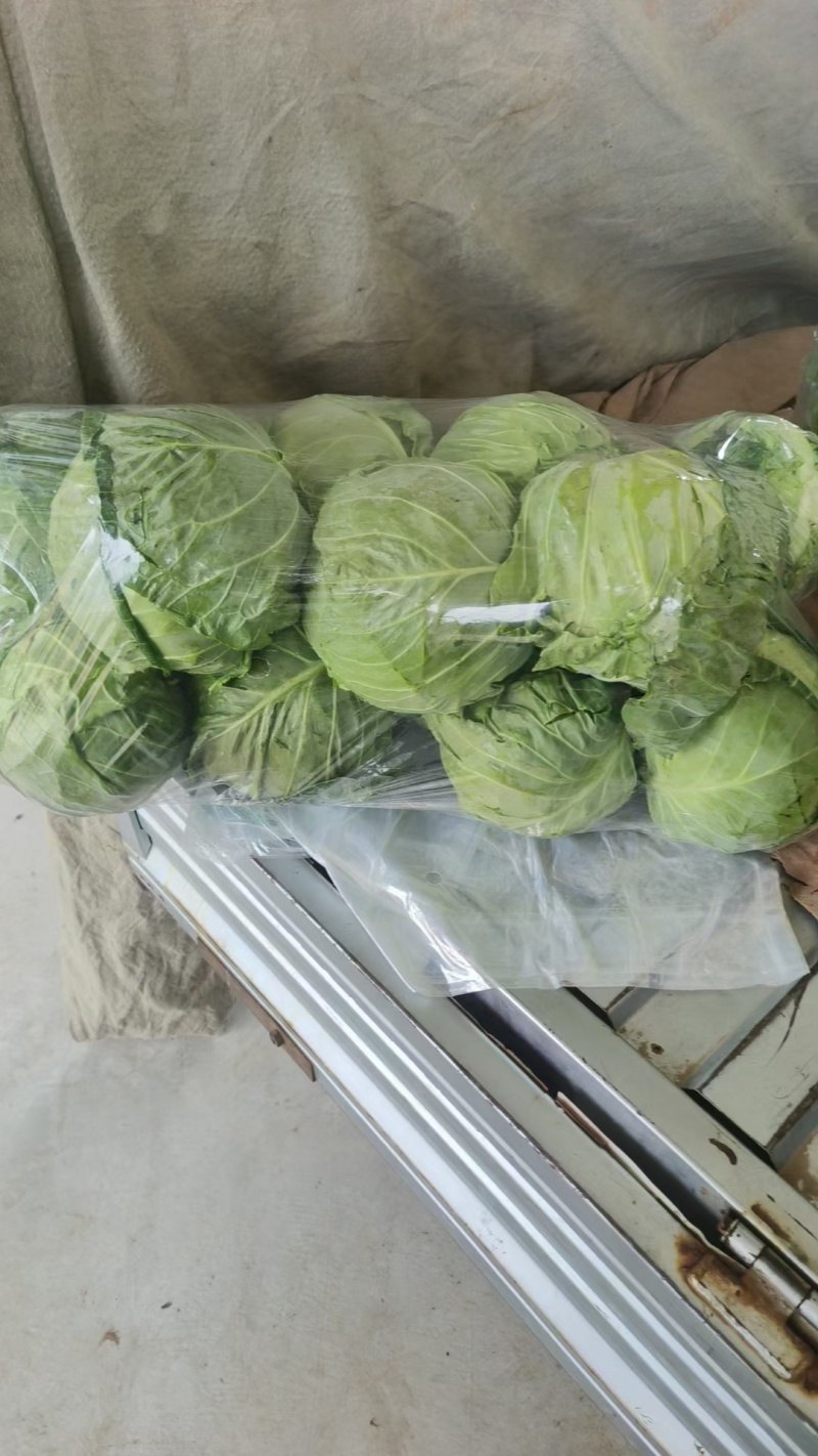 河南甘蓝，精品圆包菜，一手货源，可视频看货，欢迎咨询。