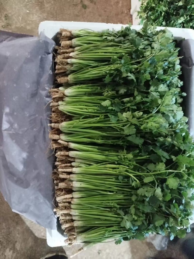 精品香菜大叶香菜品质保证一手货源诚信经营欢迎来电
