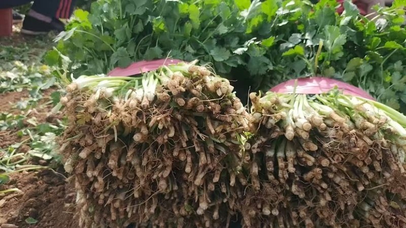 精品香菜大叶香菜品质保证一手货源诚信经营欢迎来电