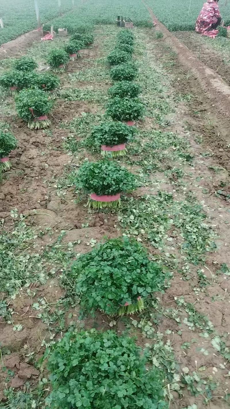 精品香菜大叶香菜品质保证一手货源诚信经营欢迎来电