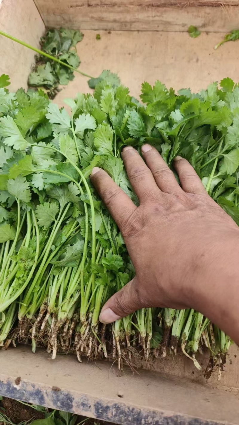 精品香菜大叶香菜品质保证一手货源诚信经营欢迎来电