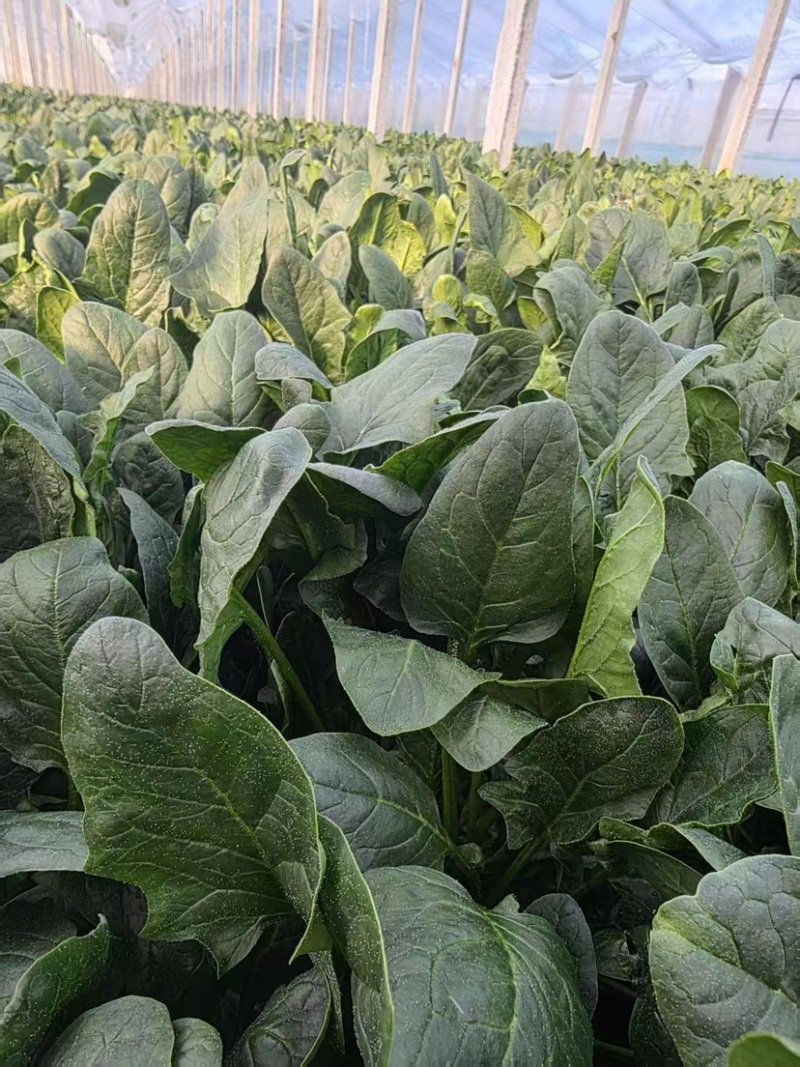 内蒙兴和县精品菠菜大量供应品质保证诚信经营
