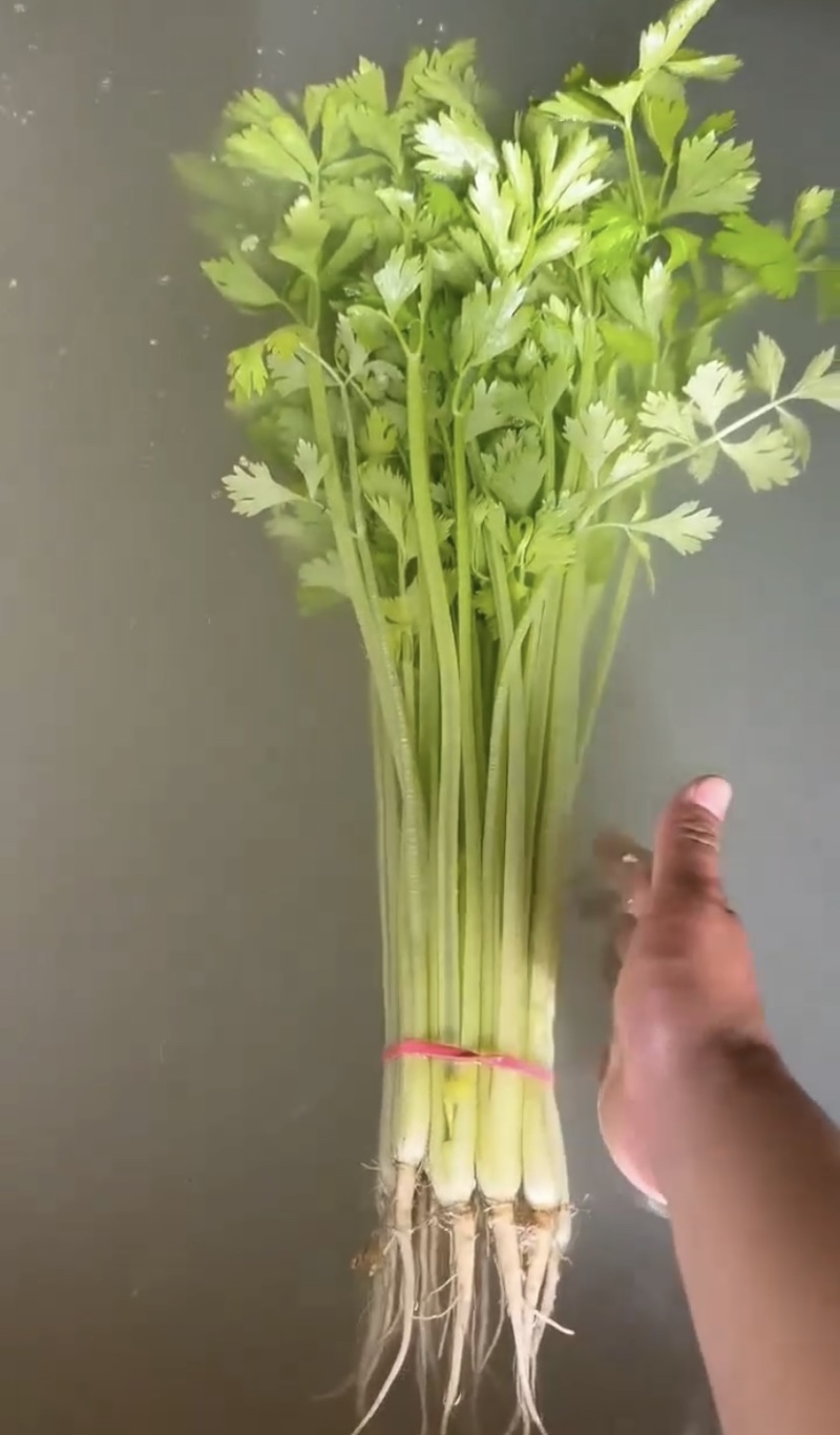 河南焦作小芹菜大量上市品质保证产地批发欢迎来电洽谈