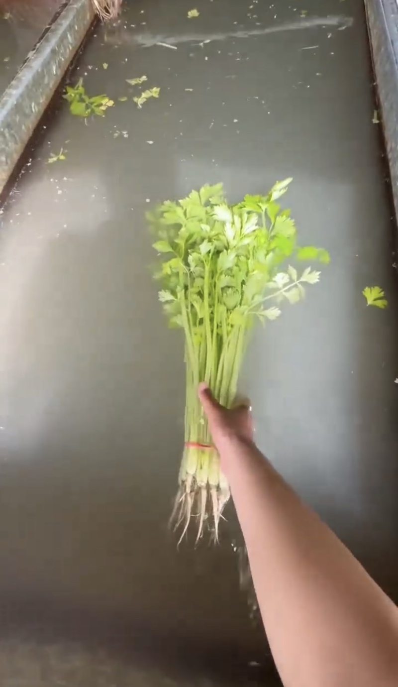 河南焦作小芹菜大量上市品质保证产地批发欢迎来电洽谈