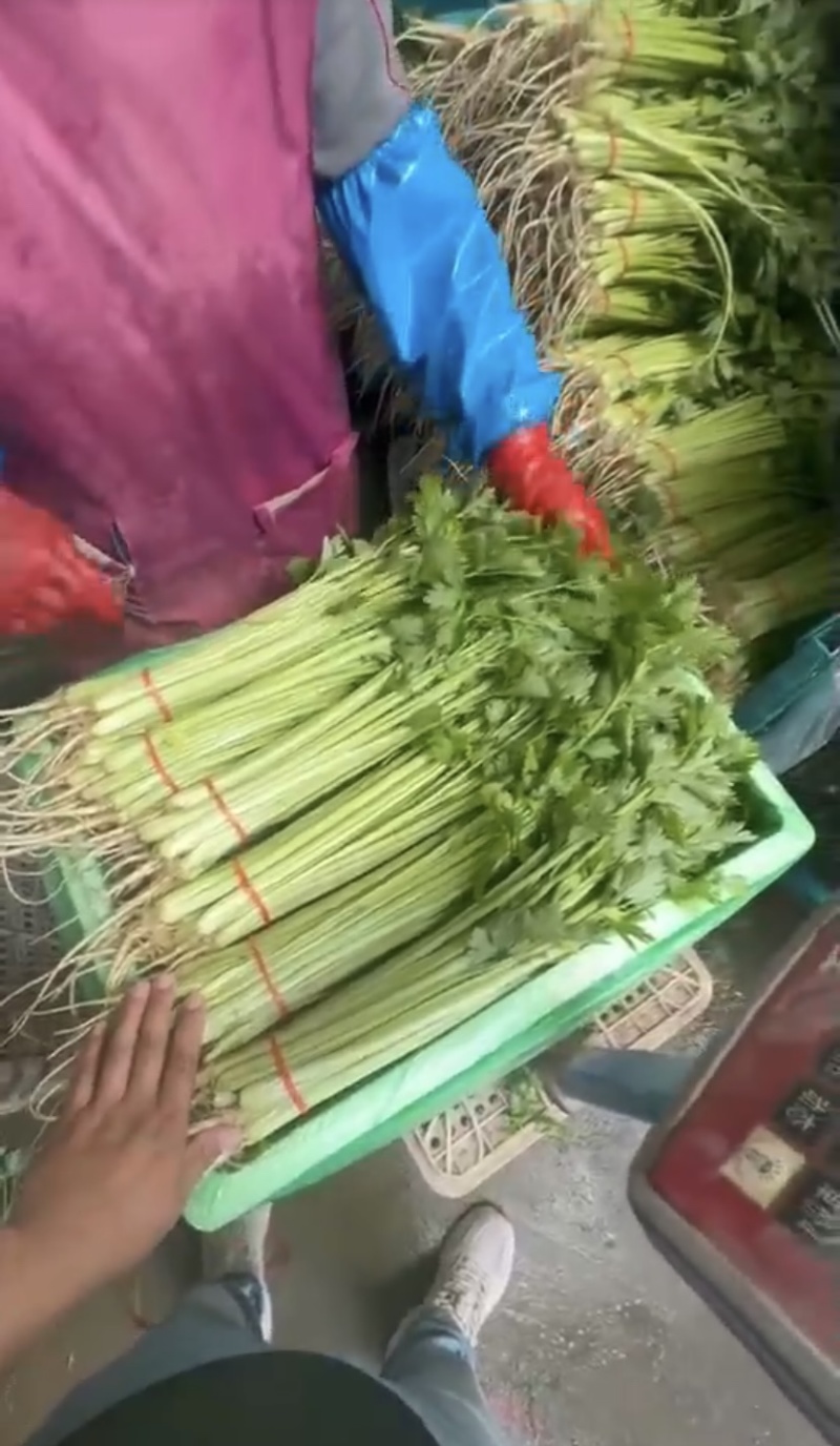 河南焦作小芹菜大量上市品质保证产地批发欢迎来电洽谈