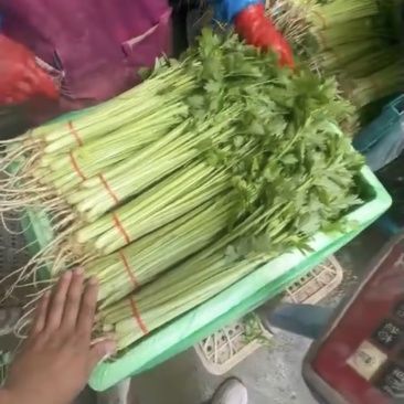 河南焦作小芹菜大量供应产地诚信批发欢迎各位老板来电