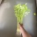 河南焦作小芹菜大量供应产地诚信批发欢迎各位老板来电