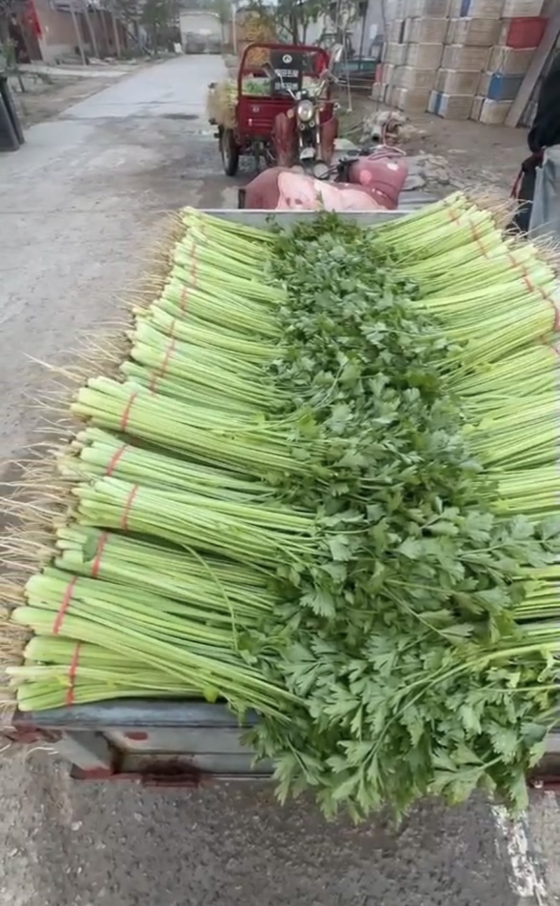 河南焦作小芹菜大量供应产地诚信批发欢迎各位老板来电