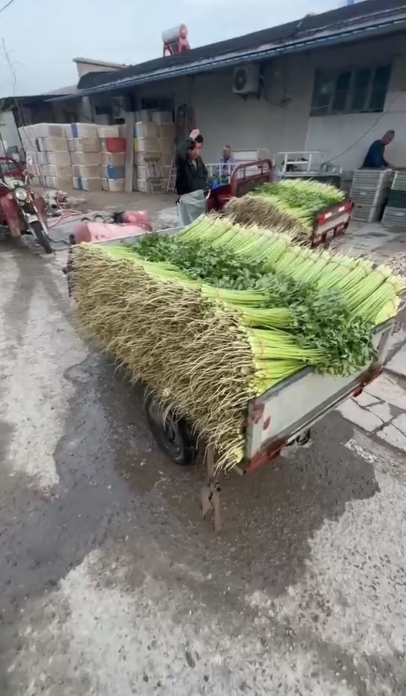 河南焦作小芹菜大量供应产地诚信批发欢迎各位老板来电