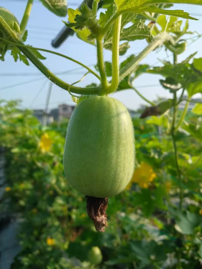 零农残留香芋味小冬瓜广西小冬瓜量大从优欢迎采购