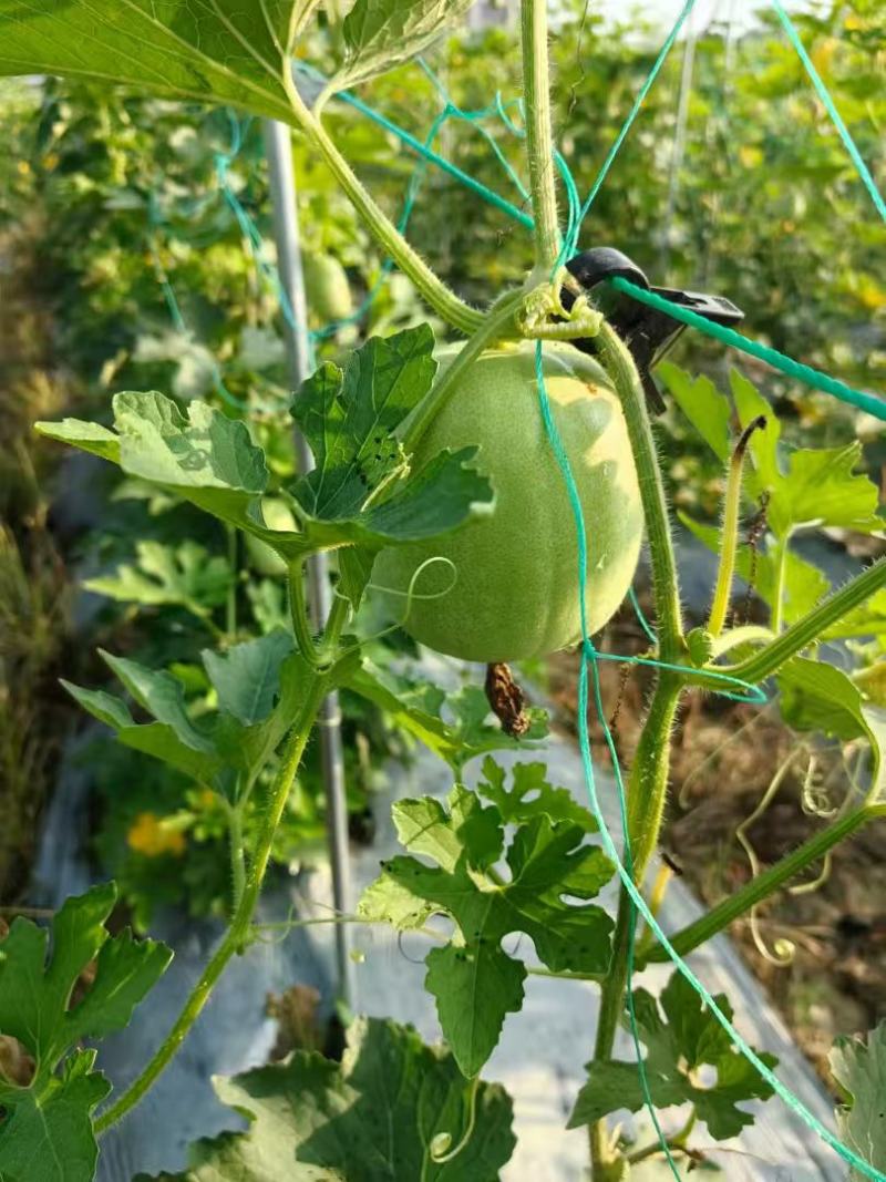 零农残留香芋味小冬瓜广西小冬瓜量大从优欢迎采购