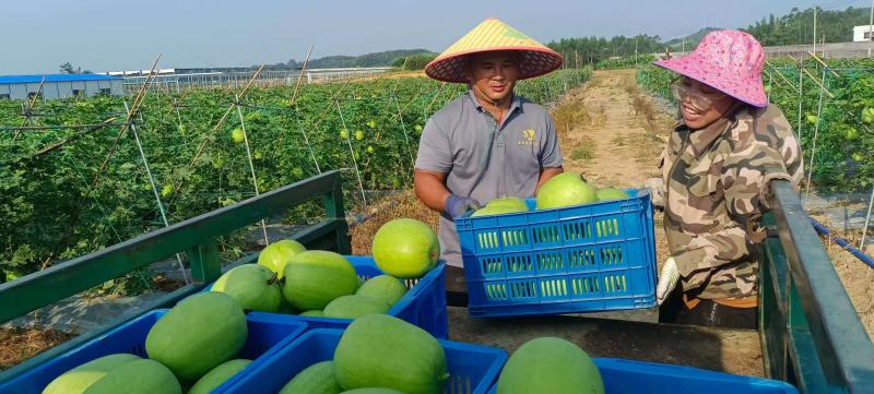 零农残留香芋味小冬瓜广西小冬瓜量大从优欢迎采购