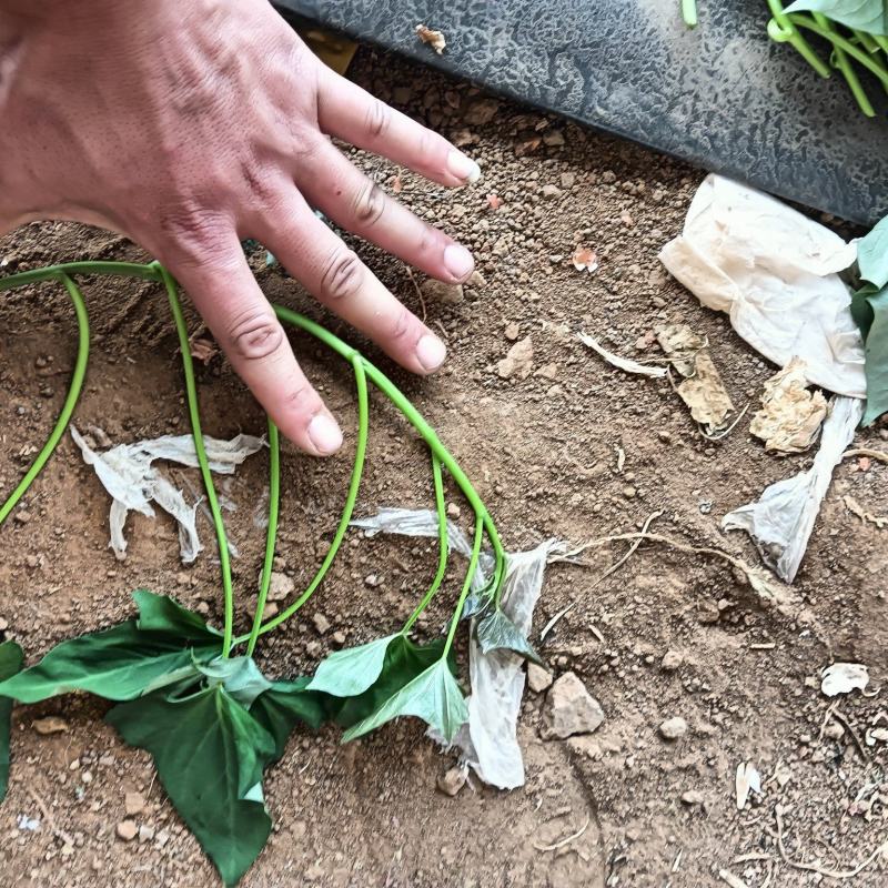 烟薯，西瓜红，哈密，各系畅销品种，应有尽有