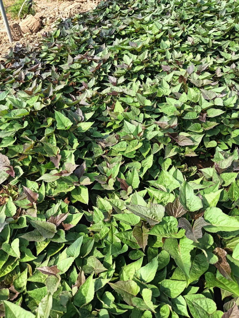 烟薯，西瓜红，哈密，各系畅销品种，应有尽有
