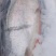 龙羊峡三文鱼