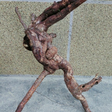 野蔷薇树桩。