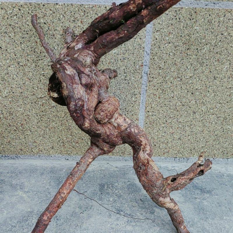 野蔷薇树桩。