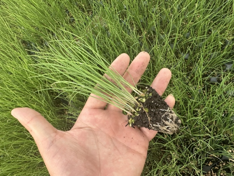 不休眠根粗苗壮韭菜苗现苗直发量大从优