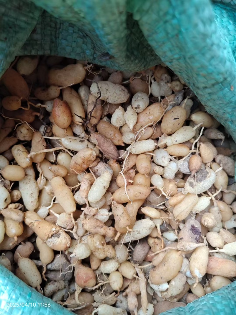 麦冬/野生麦冬鲜货干货各规格供应