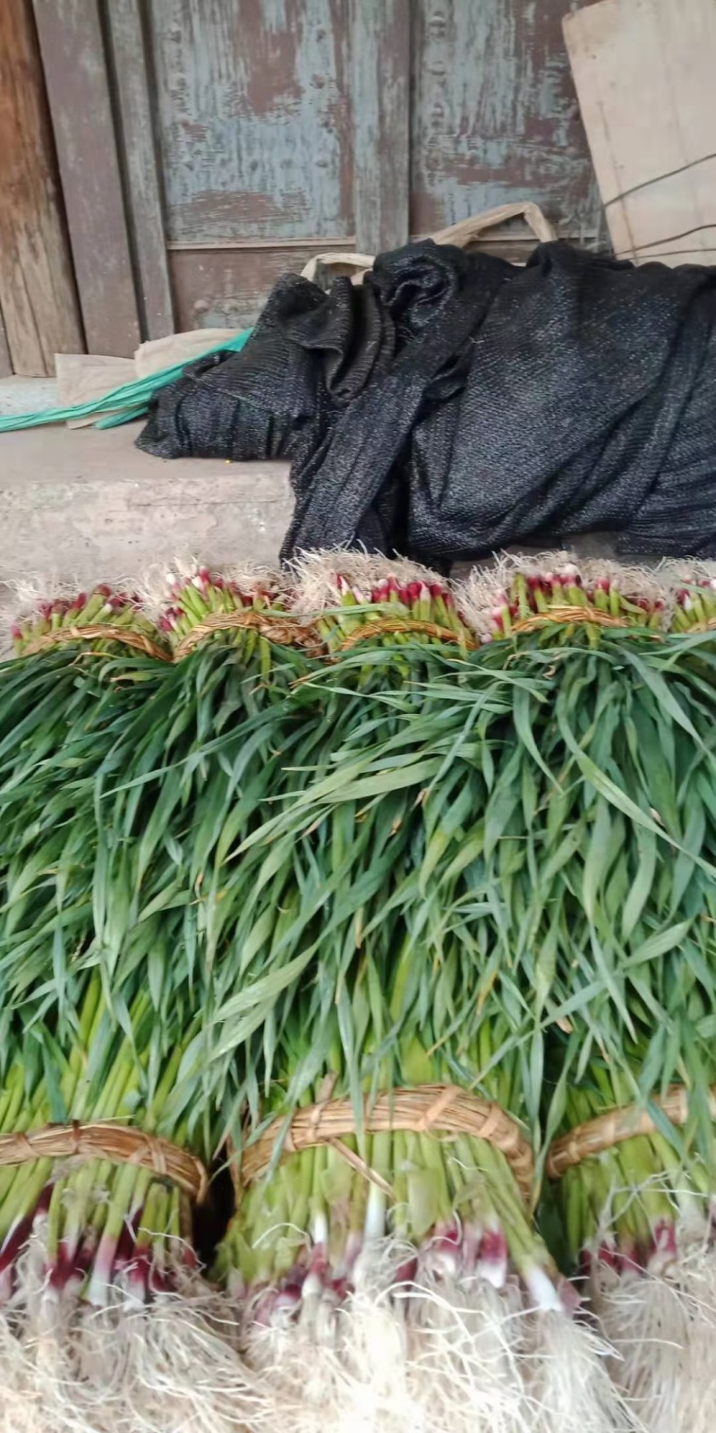 红根蒜苗