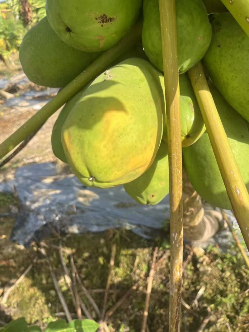 红心木瓜，工厂电商大量现货