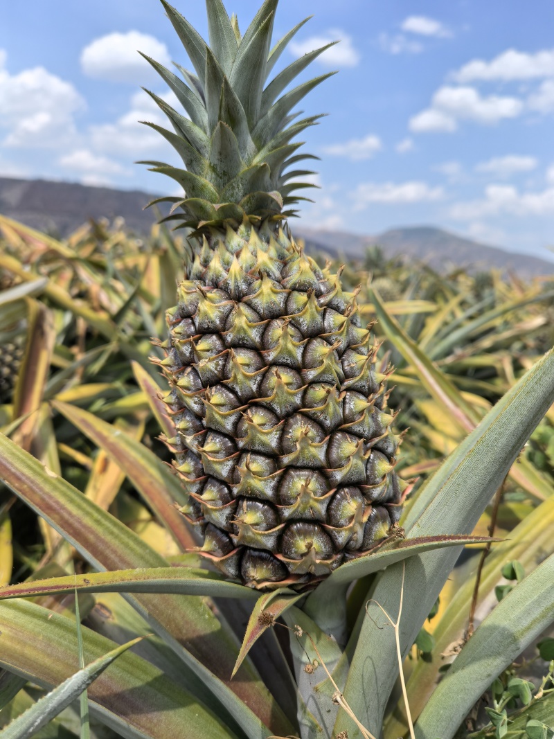 云南凤梨，甜蜜蜜，金钻。大量上市，基地直发。