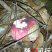 野生红菌子，品质好，手工采摘，欢迎前来采购，支持看货