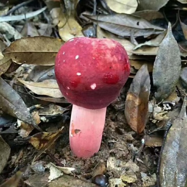 野生红菌子，品质好，手工采摘，欢迎前来采购，支持看货