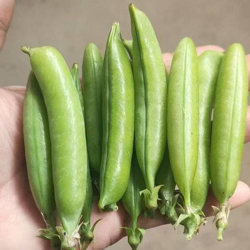 精品豌豆荚