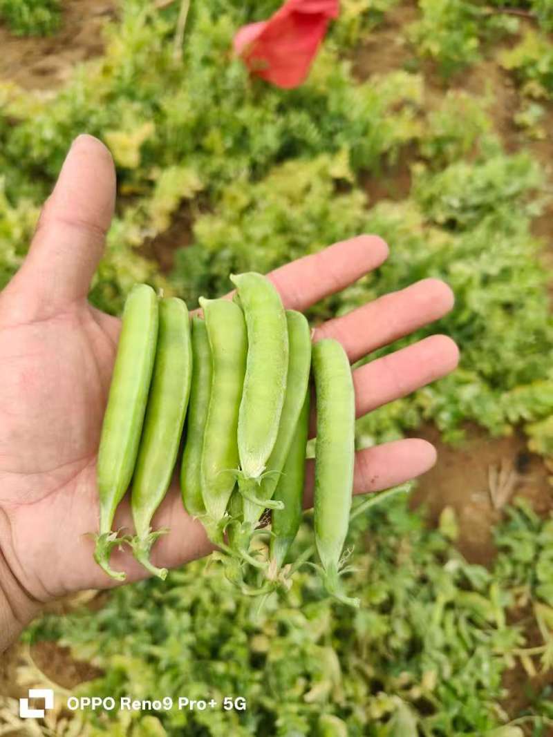 精品豌豆荚