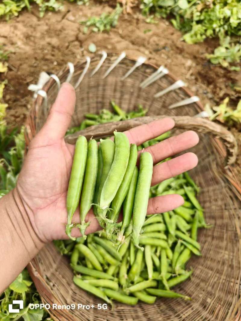 精品豌豆荚