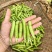 精品豌豆荚
