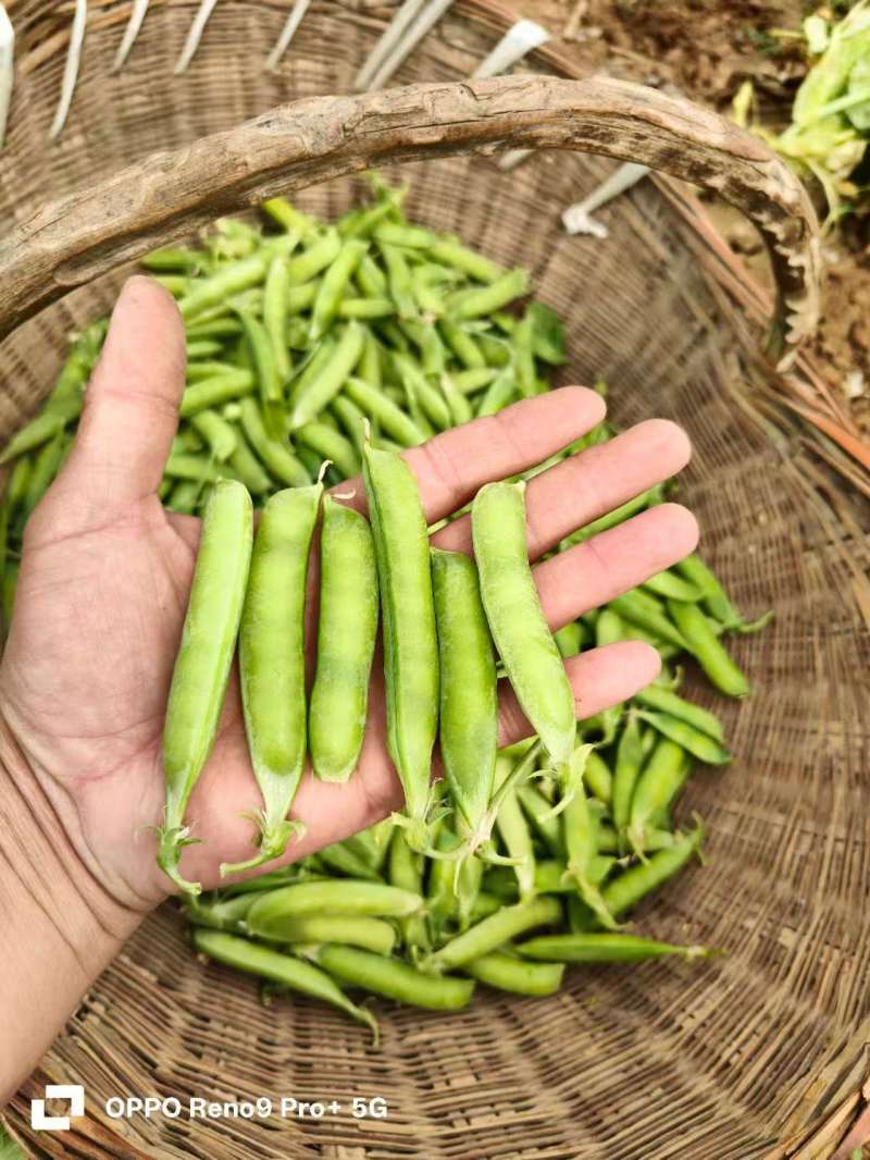 精品豌豆荚