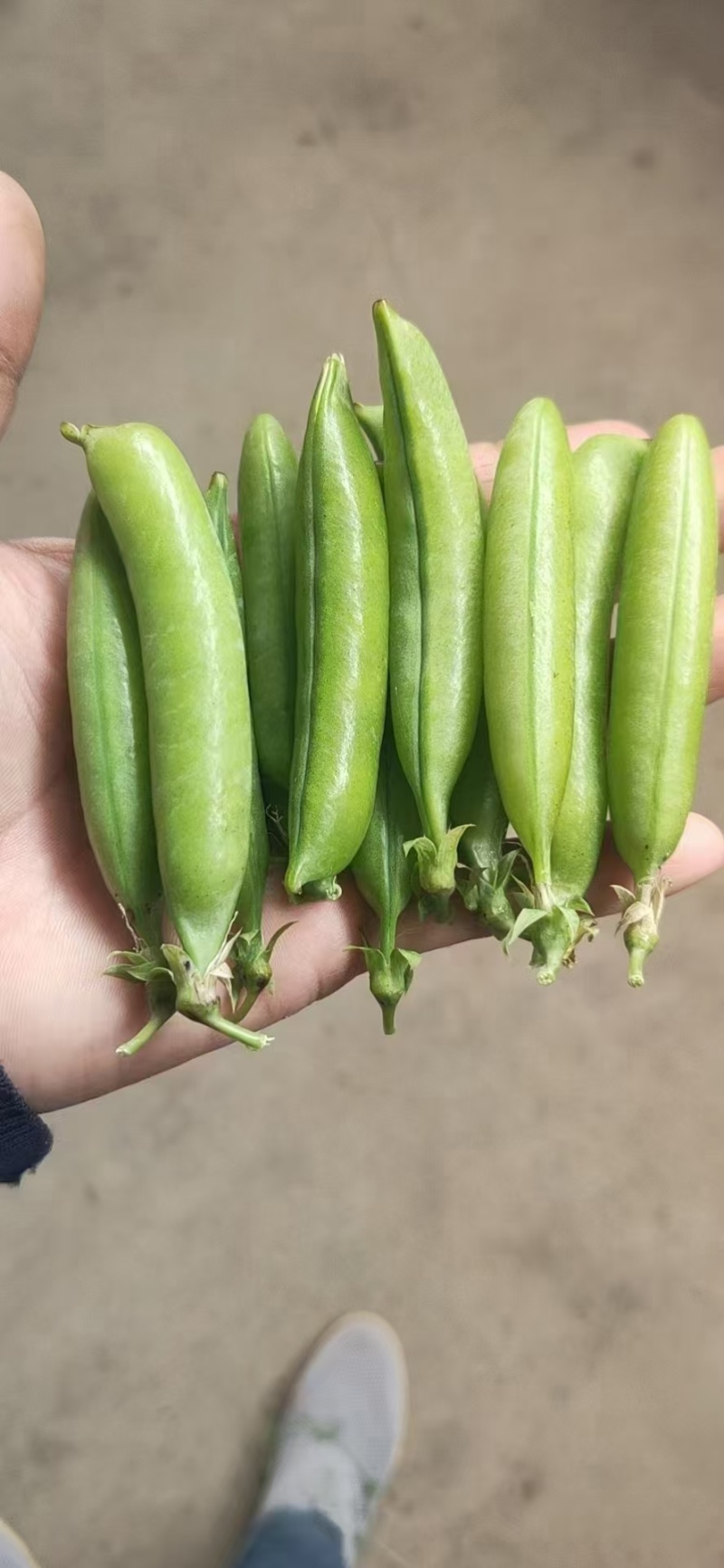 精品豌豆荚
