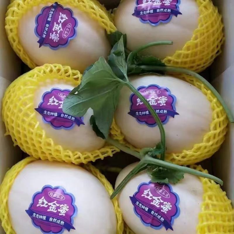 精品山东甜瓜，大量供应，红金蜜甜瓜，产地直发一手货源
