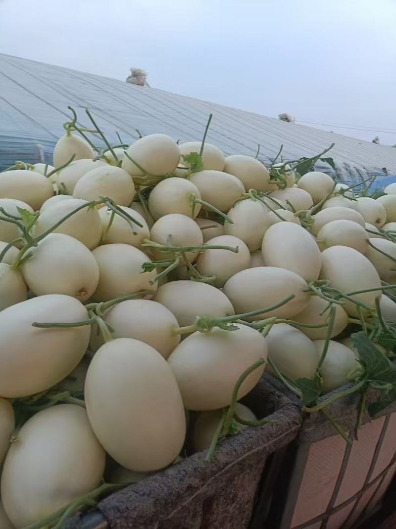 精品山东甜瓜，大量供应，红金蜜甜瓜，产地直发一手货源