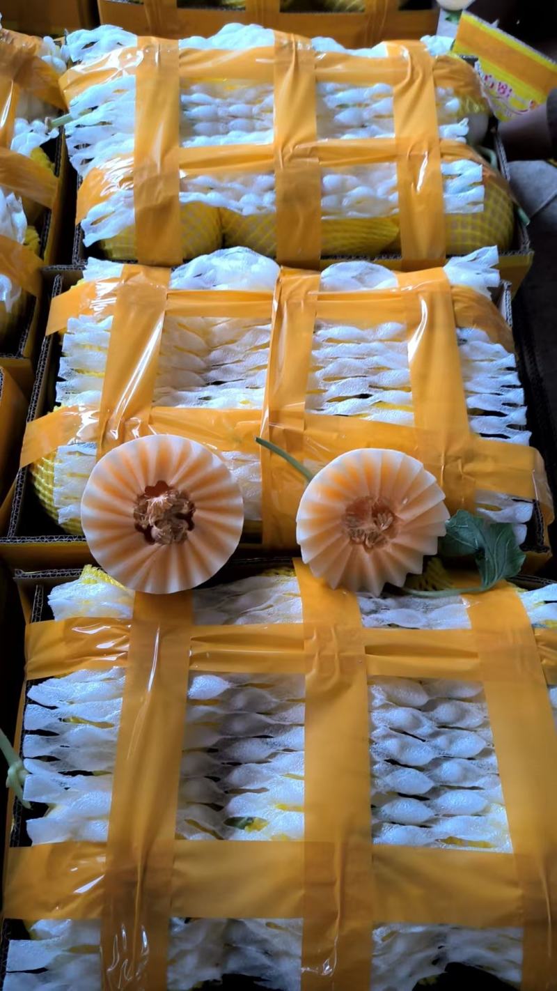 精品山东甜瓜，大量供应，红金蜜甜瓜，产地直发一手货源