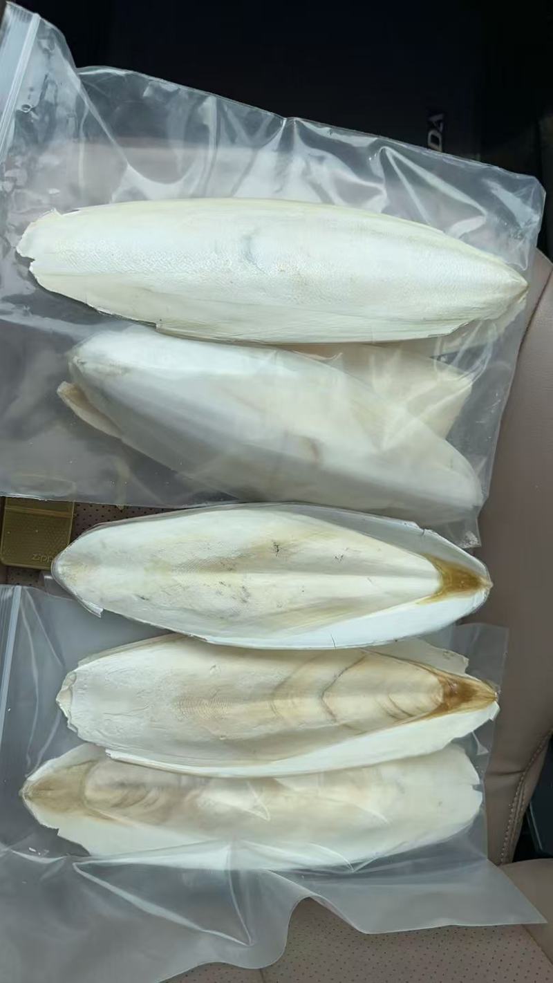海螵蛸，优质海螵蛸，个大，过药检，可入饮片厂