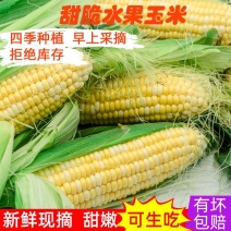新鲜甜玉米棒双色水果玉米新鲜蔬菜当季农家带皮带壳带玉米须