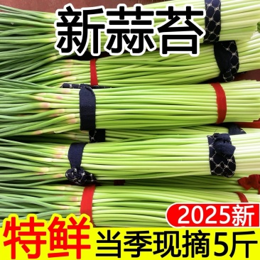 新鲜蒜苔现发嫩蒜苔红帽蒜苔新鲜蒜薹应季蔬菜