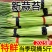 新鲜蒜苔现发嫩蒜苔红帽蒜苔新鲜蒜薹应季蔬菜