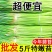 新鲜蒜苔现发嫩蒜苔红帽蒜苔新鲜蒜薹应季蔬菜