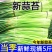 新鲜蒜苔现发嫩蒜苔红帽蒜苔新鲜蒜薹应季蔬菜