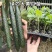 黄瓜应季新鲜带刺黄瓜生吃现摘农家蔬菜批发特价当季黄瓜