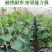 黄瓜应季新鲜带刺黄瓜生吃现摘农家蔬菜批发特价当季黄瓜