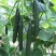黄瓜应季新鲜带刺黄瓜生吃现摘农家蔬菜批发特价当季黄瓜